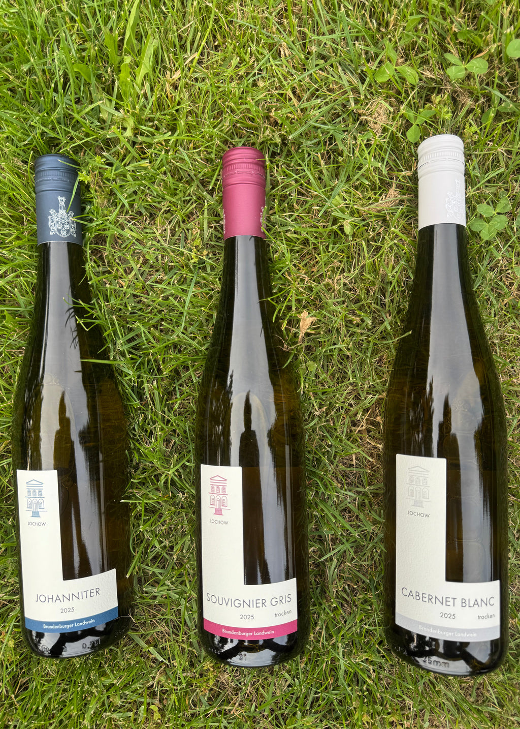 Wein-Probierpaket: 6 Flaschen, 3 Rebsorten
