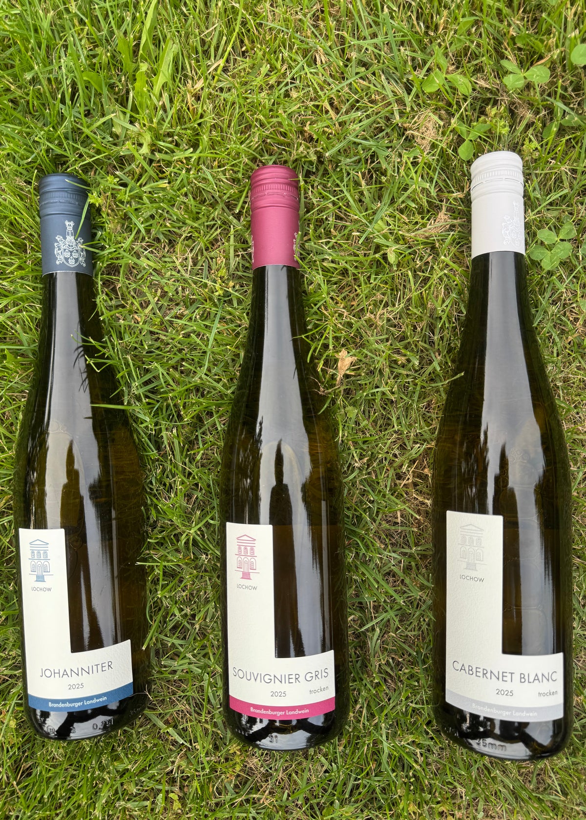 Wein-Probierpaket: 6 Flaschen, 3 Rebsorten